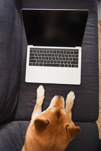 Vista superior del perro shiba inu acostado cerca de la computadora portátil con pantalla en blanco en el sofá - foto de stock