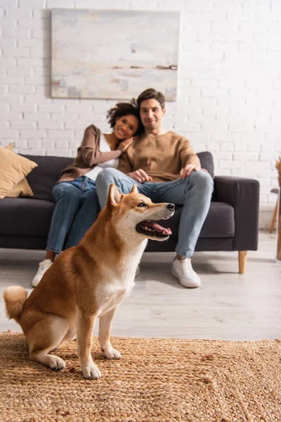 Shiba inu Hund sitzt auf Teppich neben verschwommenem interrassischen Paar zu Hause — Stockfoto