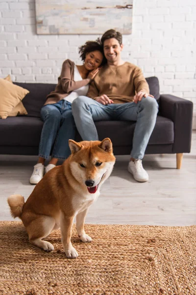 Shiba inu Hund sitzt im Wohnzimmer in der Nähe verschwommenes multiethnisches Paar zu Hause — Stockfoto