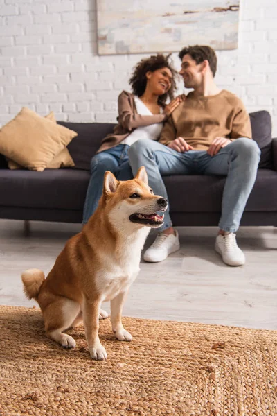 Shiba inu cão sentado no tapete perto de casal multiétnico borrado em casa — Fotografia de Stock