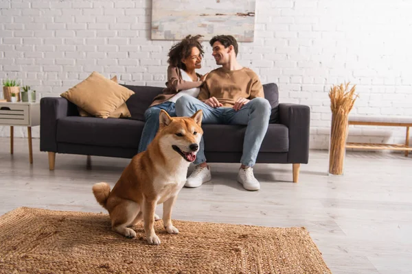 Shiba inu dog sitting near blurred multiethnic couple at home — Stock Photo