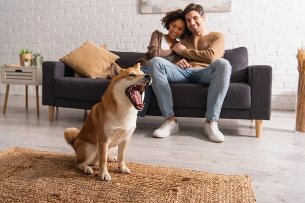 Shiba inu sbadigliare vicino sfocata coppia interrazziale sul divano in soggiorno — Foto stock