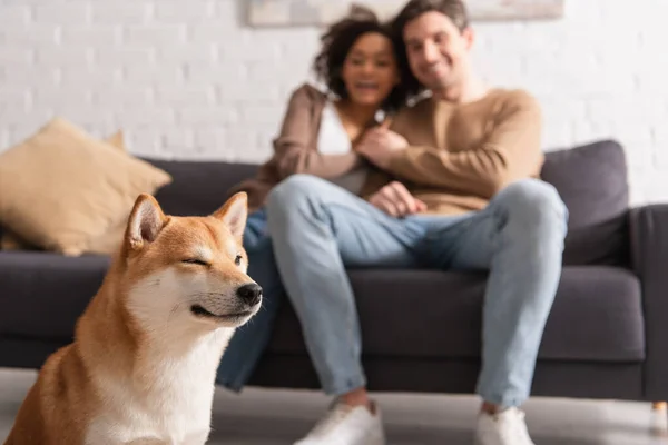 Shiba inu cane vicino sfocato coppia interrazziale sul divano a casa — Foto stock