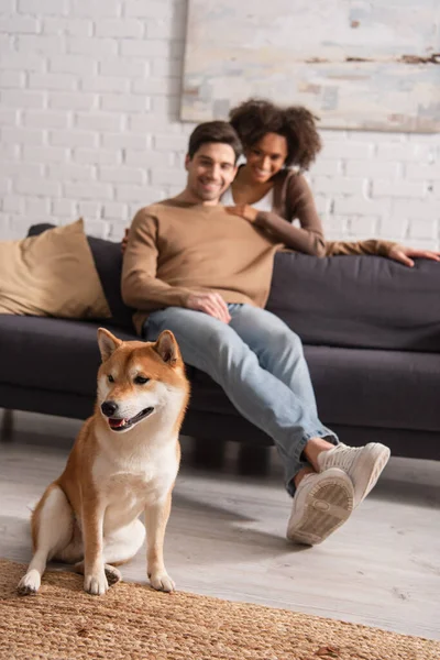 Shiba inu perro sentado cerca borrosa interracial pareja en casa - foto de stock
