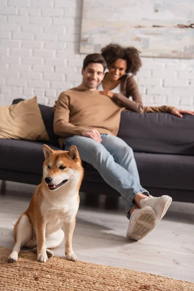 Shiba inu dog sitting near blurred interracial couple at home — Stock Photo