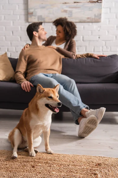 Shiba inu cão sentado perto de casal multiétnico borrado olhando uns para os outros em casa — Fotografia de Stock