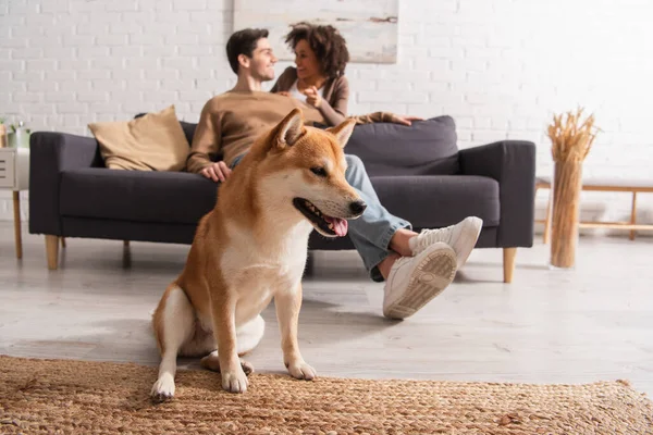 Chien Shiba inu assis sur le sol près d'un couple multiethnique flou dans le salon — Photo de stock