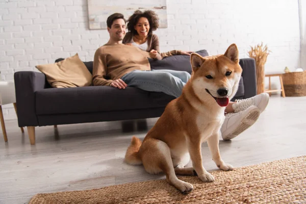 Shiba inu blickt in die Kamera neben lächelndem multiethnischen Paar im Wohnzimmer — Stockfoto