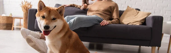 Shiba inu olhando para a câmera perto de casal multiétnico borrado no sofá, banner — Fotografia de Stock