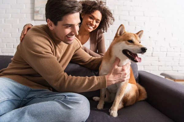 Homem sorridente petting shiba inu cão perto borrado afro-americano namorada na sala de estar — Fotografia de Stock