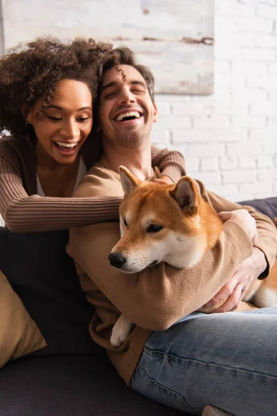 Sonriente africana americana mujer acariciando shiba inu perro cerca novio en sofá en casa - foto de stock