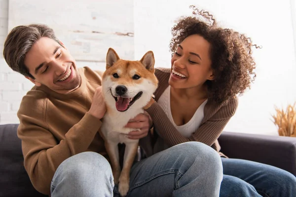 Positiva donna afro-americana guardando Shiba inu vicino fidanzato sul divano a casa — Foto stock