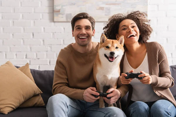 KIEW, UKRAINE - 22. DEZEMBER 2021: Positives gemischtrassiges Paar spielt Videospiel in der Nähe von shiba inu zu Hause — Stockfoto