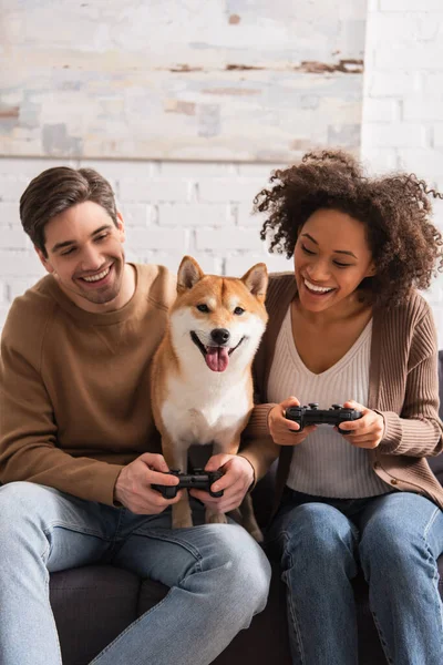KYIV, UKRAINE - DECEMBER 22, 2021: Positive interracial couple playing video game and looking at shiba inu at home — Stock Photo