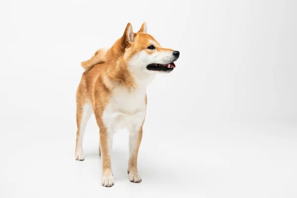 Shiba inu Hund steht auf weißem Hintergrund — Stock Photo