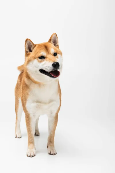 Retrato de perro shiba inu sobre fondo blanco - foto de stock