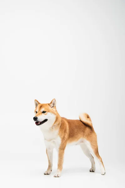 Shiba inu cane in piedi su sfondo bianco con spazio di copia — Foto stock