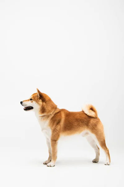 Vista laterale di shiba inu cane in piedi su sfondo bianco — Foto stock