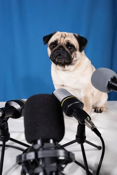 Крупним планом вид на мікрофони біля мопса собаки, що сидить на столі на синьому фоні — стокове фото