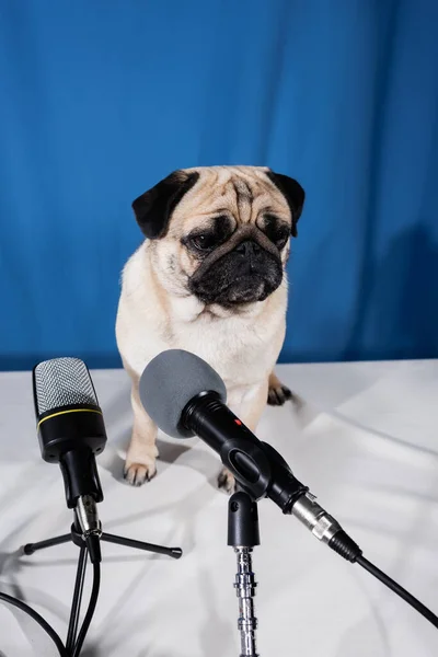 Різні мікрофони біля смішної собаки мопса, що сидить на столі на синьому фоні — стокове фото