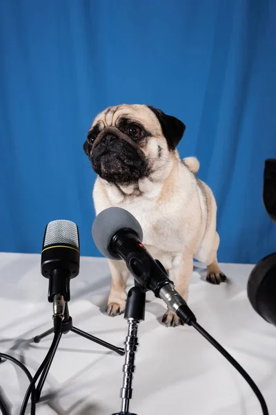 Смішна собака мопса на столі біля різних мікрофонів на синьому фоні — стокове фото