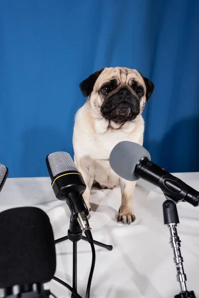 Мопс собака дивиться далеко від різних мікрофонів на синьому фоні — стокове фото