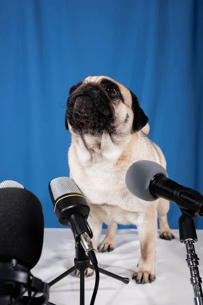 Мопс собака дивиться вгору по різних мікрофонах на синьому фоні — стокове фото