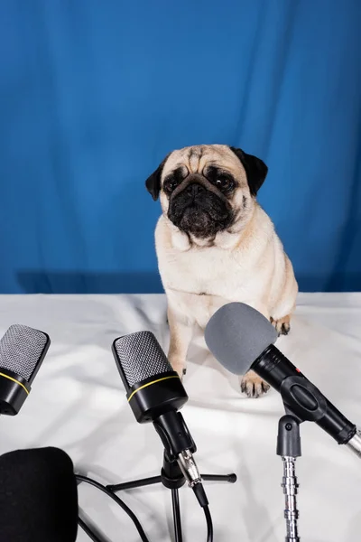 Різні мікрофони і мопс собака сидить на столі на синьому фоні — стокове фото