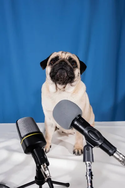 Мікрофони біля мопса собака сидить на столі на синьому фоні — стокове фото