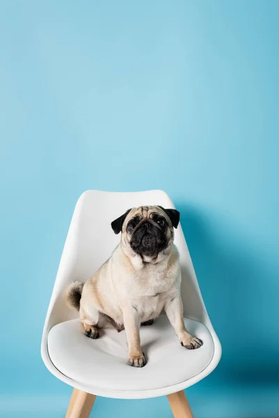 Cadeira branca com cor fawn pug cão sentado no fundo azul — Fotografia de Stock