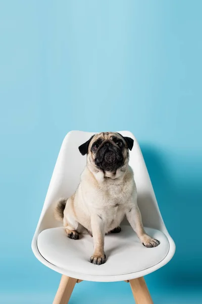 Fawn color pug sitting on chair and looking away on blue background — Stock Photo