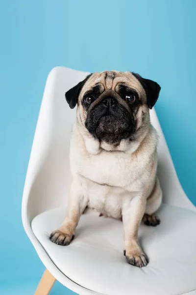 Rehfarbener Mops blickt in die Kamera, während er auf einem Stuhl auf blauem Hintergrund sitzt — Stockfoto