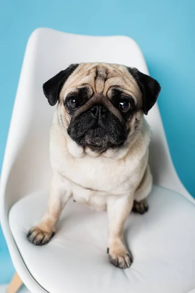 Nahaufnahme des lustigen Mops, der auf weißem Stuhl auf blauem Hintergrund in die Kamera blickt — Stockfoto