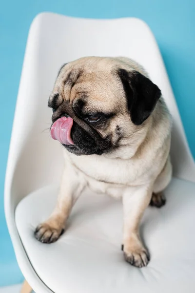 Close up vista de pug cão lambendo nariz enquanto sentado na cadeira no fundo azul — Fotografia de Stock