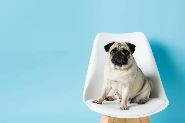 Fawn pug mirando a la cámara mientras está sentado en silla blanca sobre fondo azul con espacio de copia - foto de stock