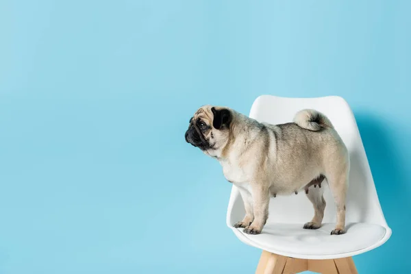 Rehfarbener Mops schaut weg, während er auf weißem Stuhl auf blauem Hintergrund steht — Stockfoto