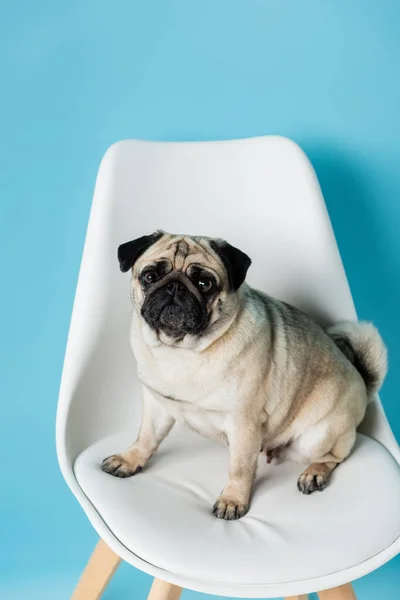 Lustiger Mops-Hund blickt in die Kamera, während er auf weißem Stuhl auf blauem Hintergrund sitzt — Stockfoto