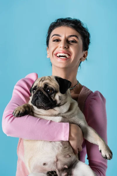 Mujer riendo con divertido pug en las manos mirando a la cámara aislada en azul - foto de stock