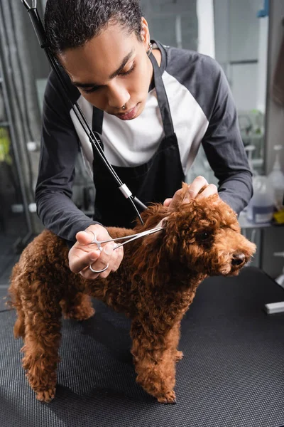 African american groomer cleaning ear of poodle on grooming table — Stock Photo