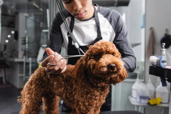 Partial view of young african american man trimming poodle in grooming salon — Stock Photo