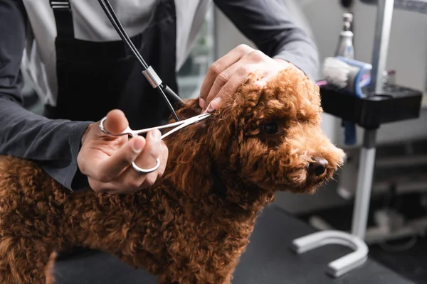 Abgeschnittene Ansicht von afrikanisch-amerikanischen Groomer schneidet Ohr von Doodle in Zoofriseur — Stockfoto