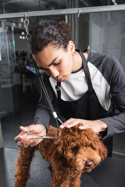 Joven afroamericano groomer recorte marrón caniche en salón de mascotas - foto de stock