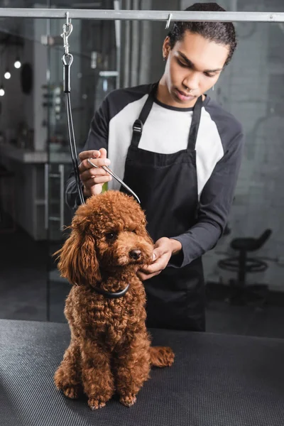 Young african american groomer doing haircut to brown poodle — Stock Photo