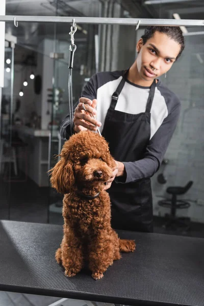 Junge afrikanisch-amerikanische Tierfriseurin schaut in die Kamera in der Nähe von Pudel auf Pflegetisch — Stockfoto