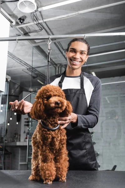 Alegre africano americano groomer em avental segurando tesoura perto de poodle marrom — Fotografia de Stock