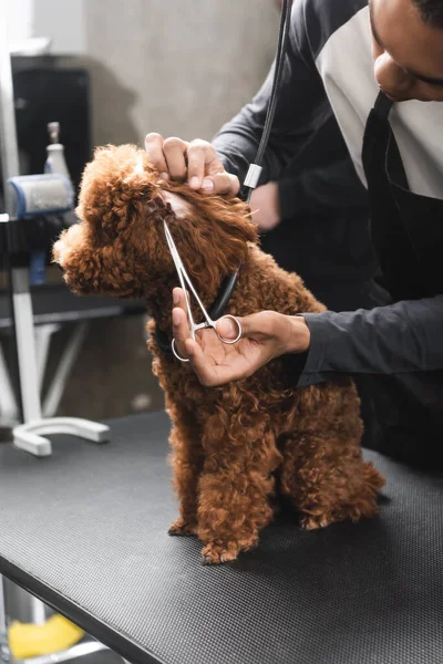 Partial view of african american groomer trimming ear of poodle on grooming table — Stock Photo