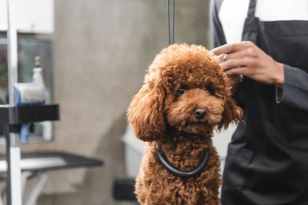 Caniche brun dans le salon de toilettage près du coiffeur afro-américain recadré — Photo de stock