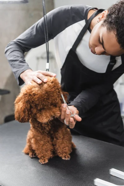 African american pet hairdresser in apron trimming poodle on grooming table — Stock Photo