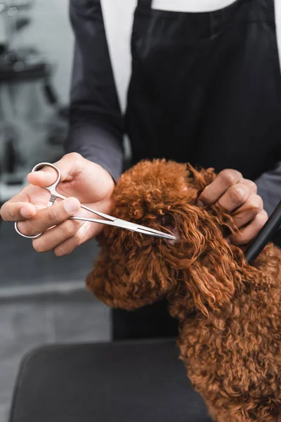 Vista parziale di africano americano groomer taglio orecchio cane in salone di pet — Foto stock