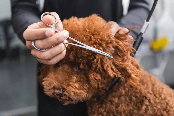 Cropped view of african american groomer trimming ear of brown poodle — Stock Photo